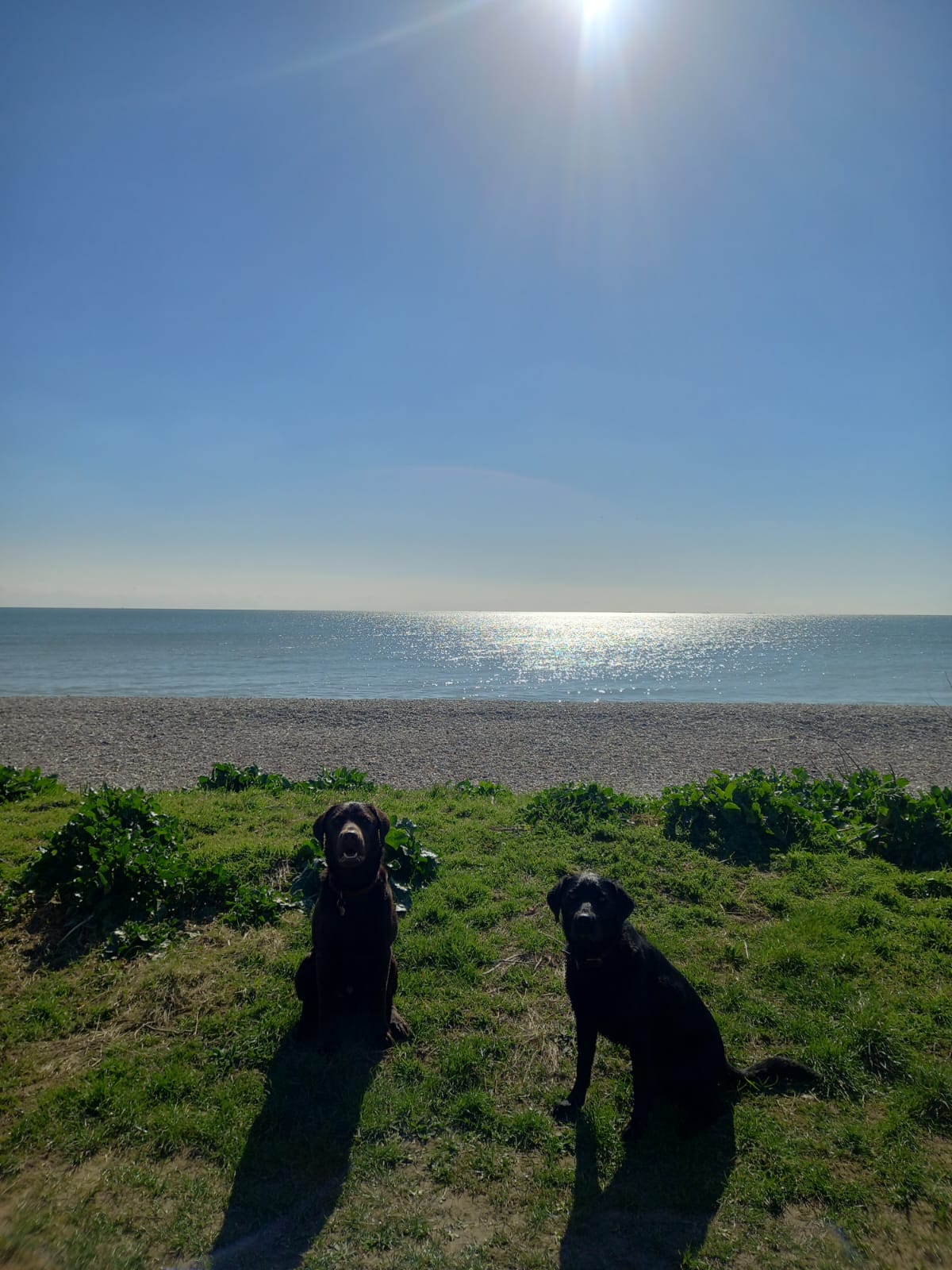 Two dogs on a beach during an adventure walk 
