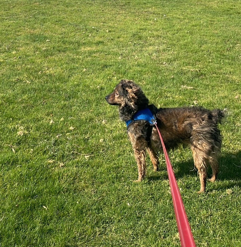 A dog on a solo walk
