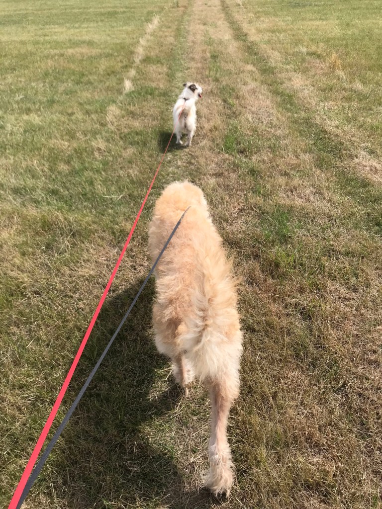 Two dogs walking