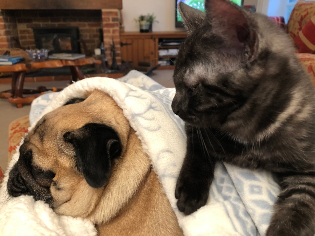 Dog and cat