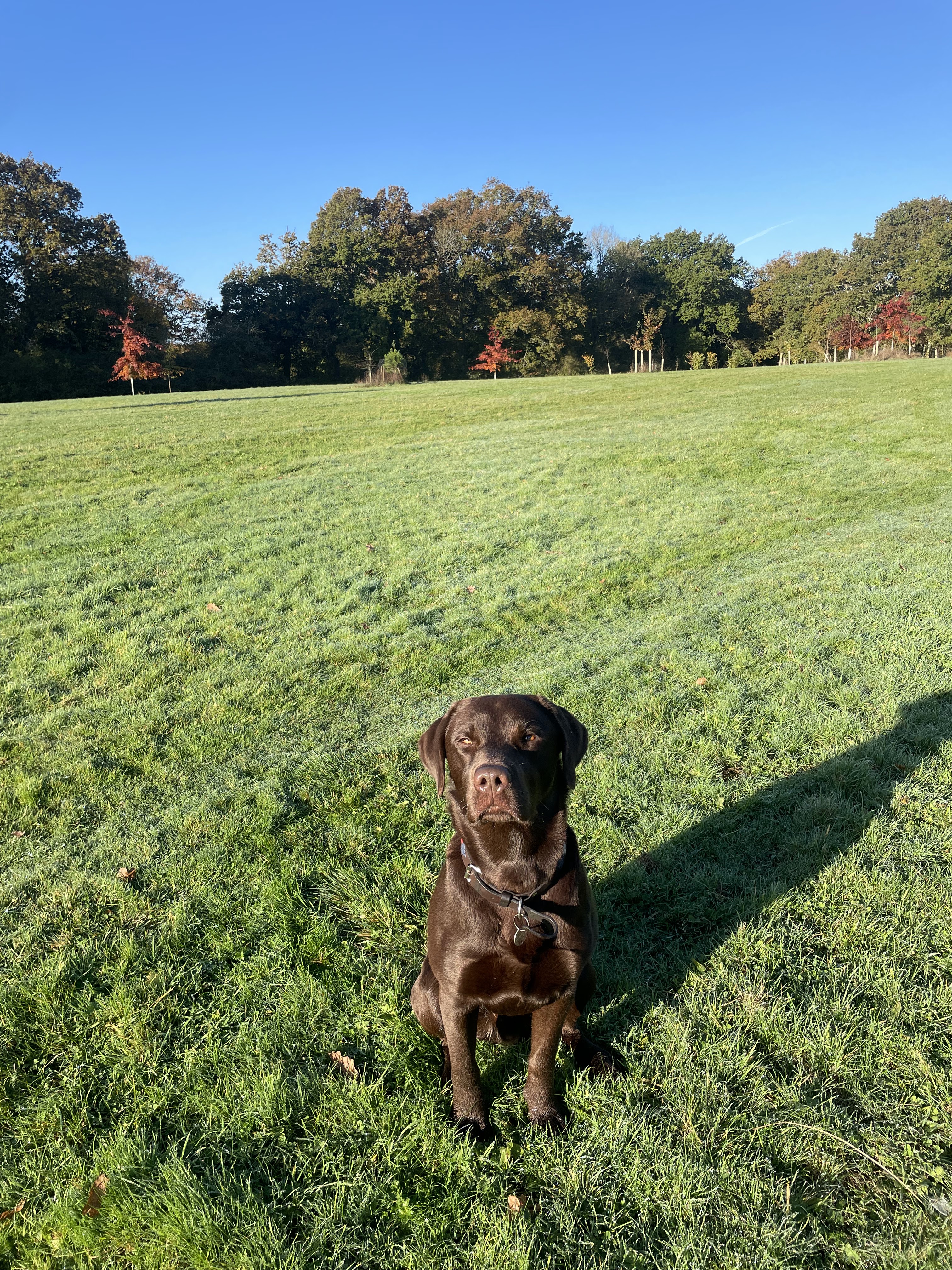 Dog in a secure dog walking field