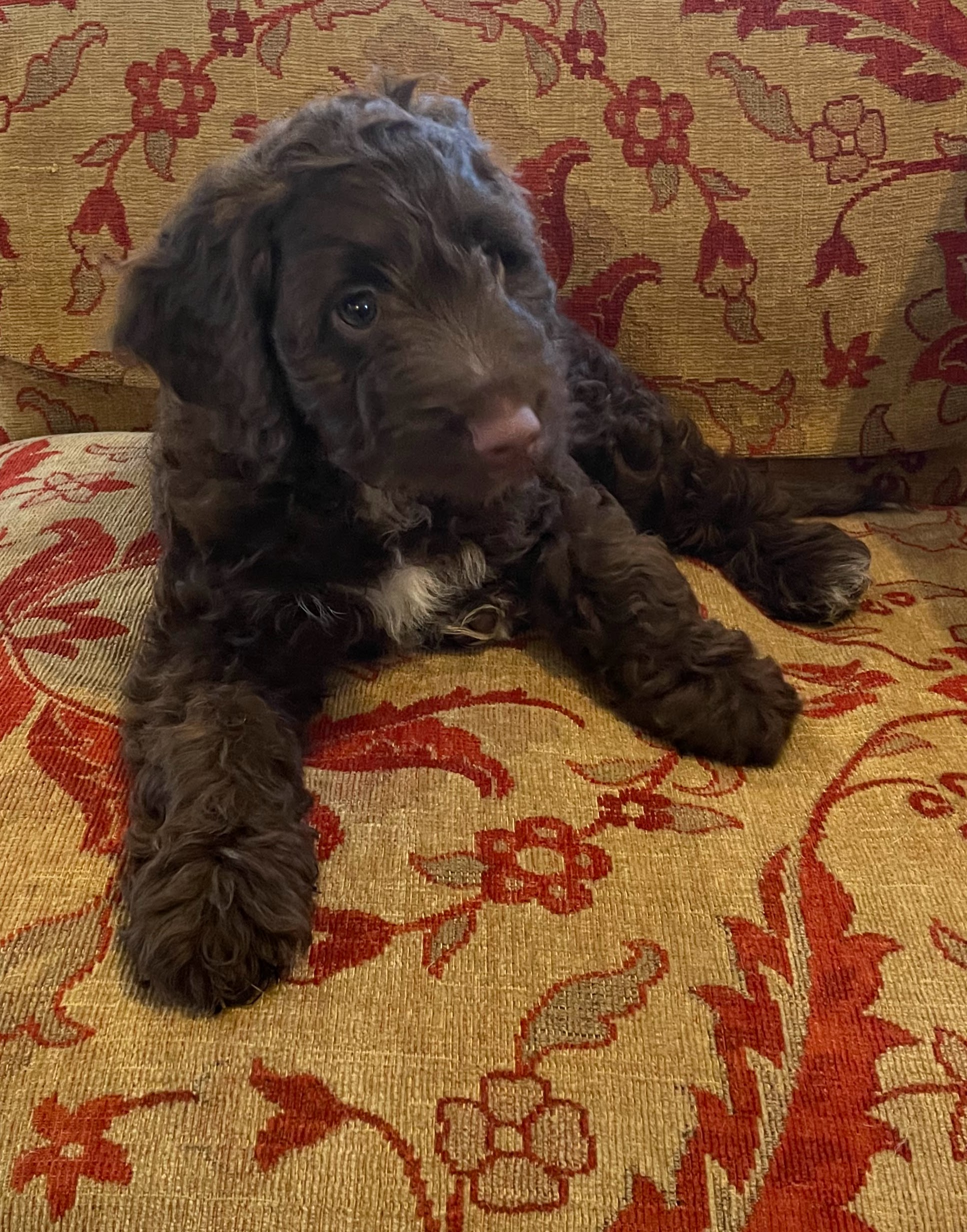 A puppy sat on sofa