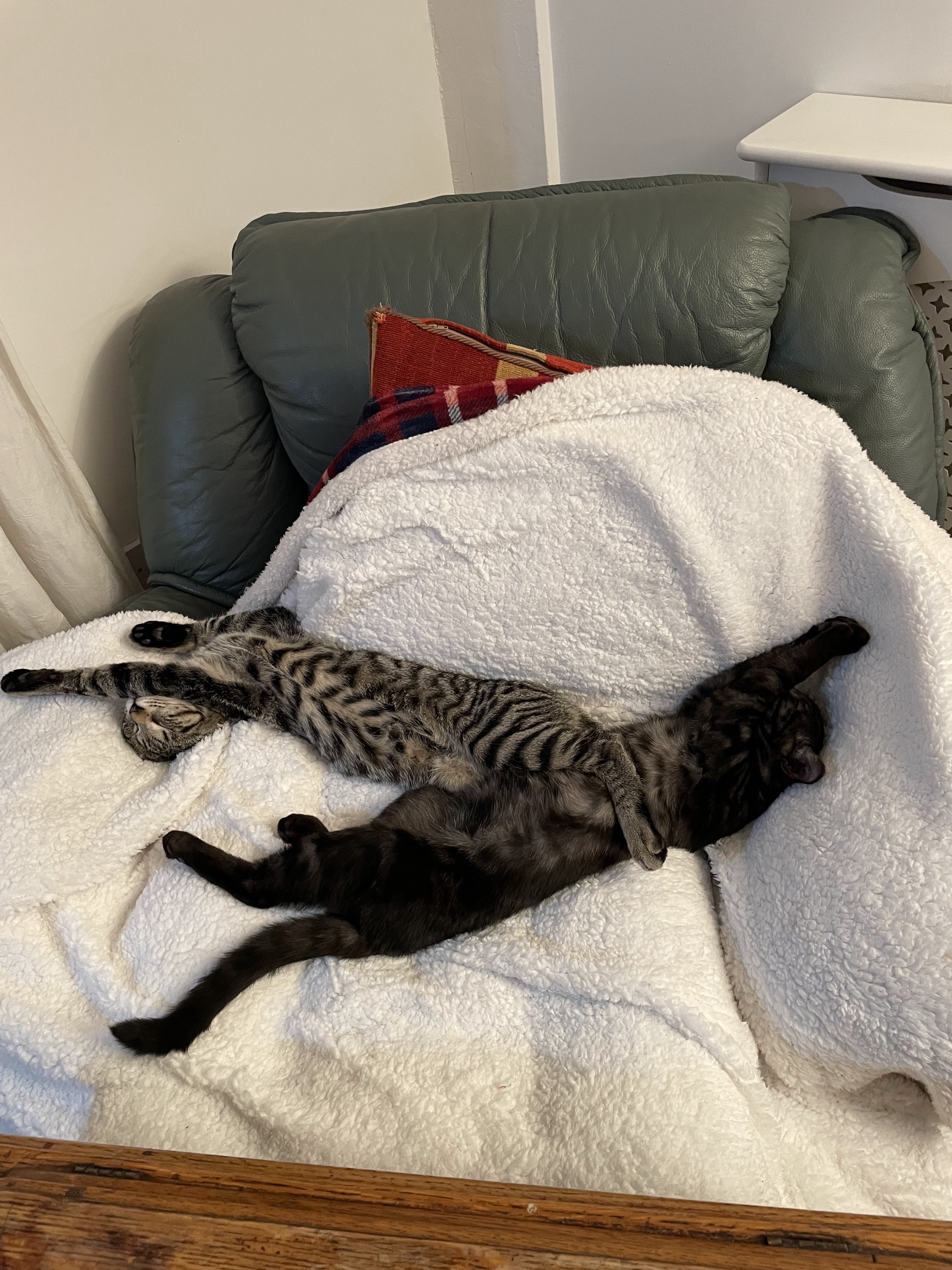 Two cats sleeping in their home